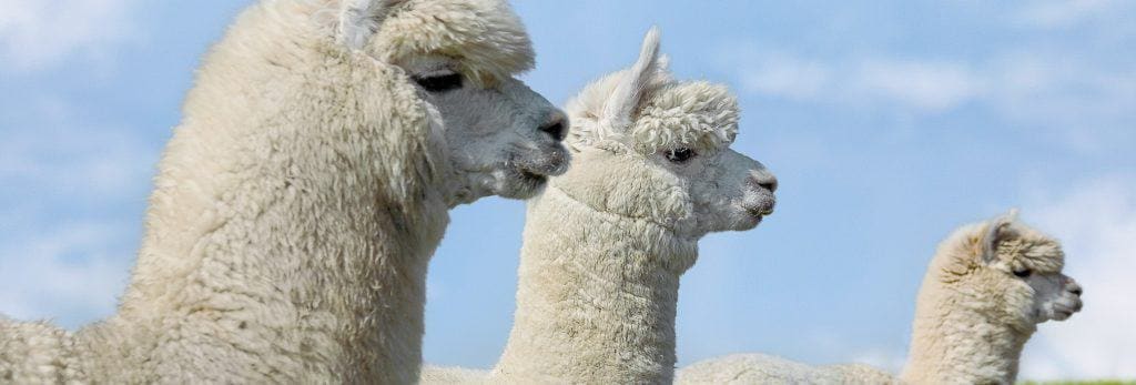 species-page-alpaca-llama_header