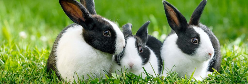 species-page-rabbit_header