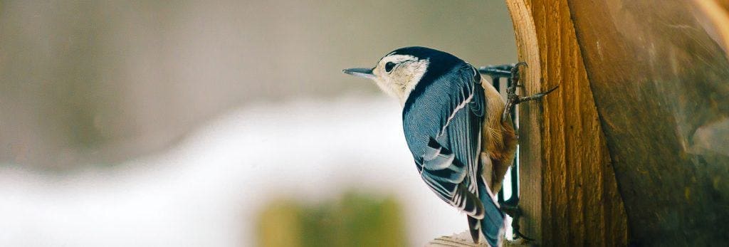 species-page-wildbird_header