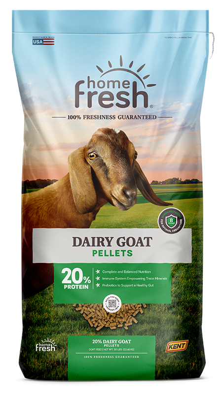 Dairy Goat