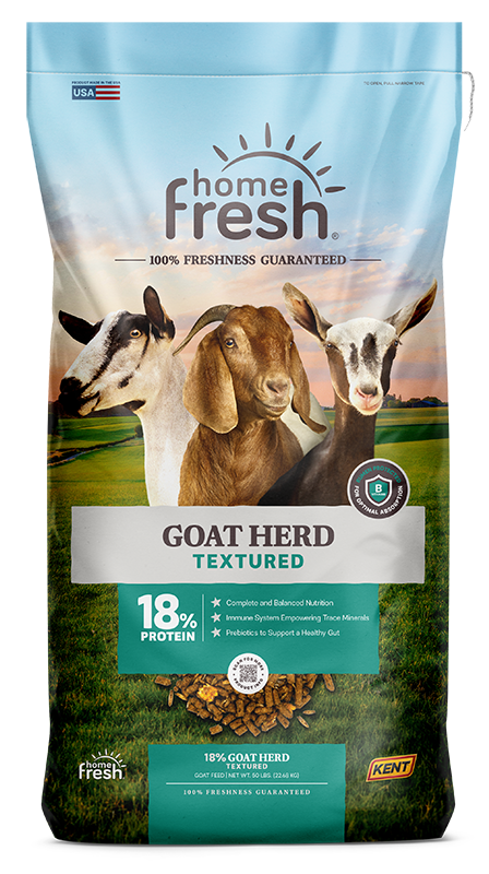 Goat Herd