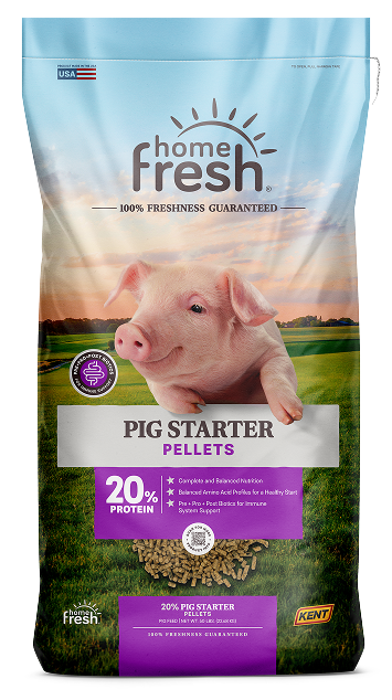 Pig Starter