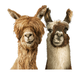 Alpaca & Llama