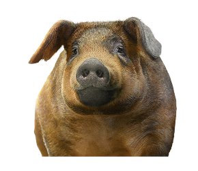 Pig