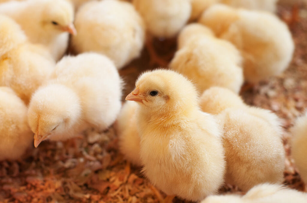 Just hatched and exploring, hicks rely on proper nutrition to build a healthy foundation.