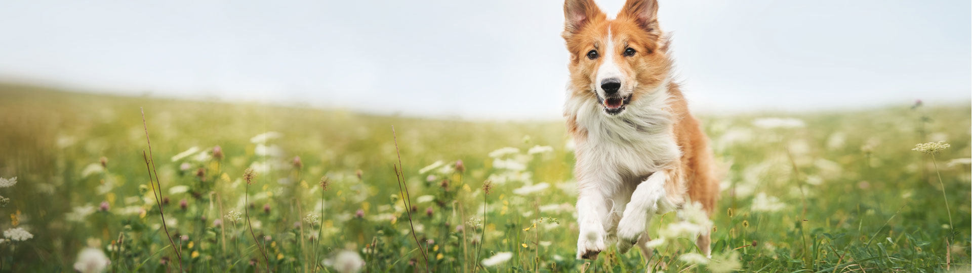 EnTrust Dog Food Kent Feeds Blue Seal