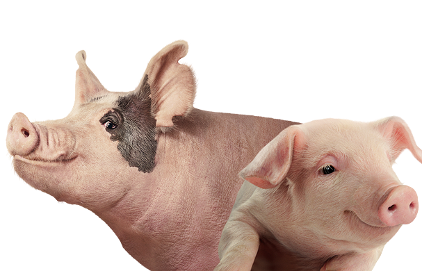 Pigs