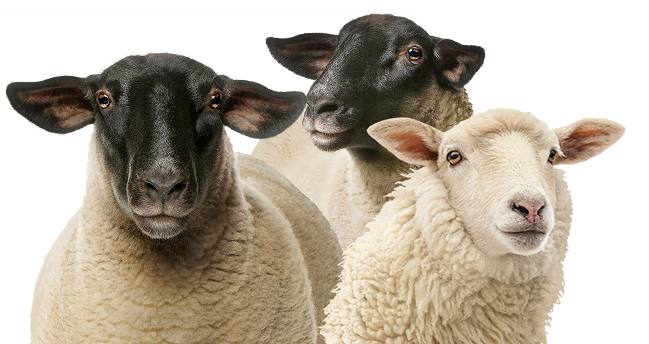 Sheep