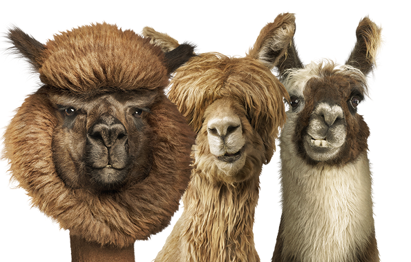 Alpaca & Llama