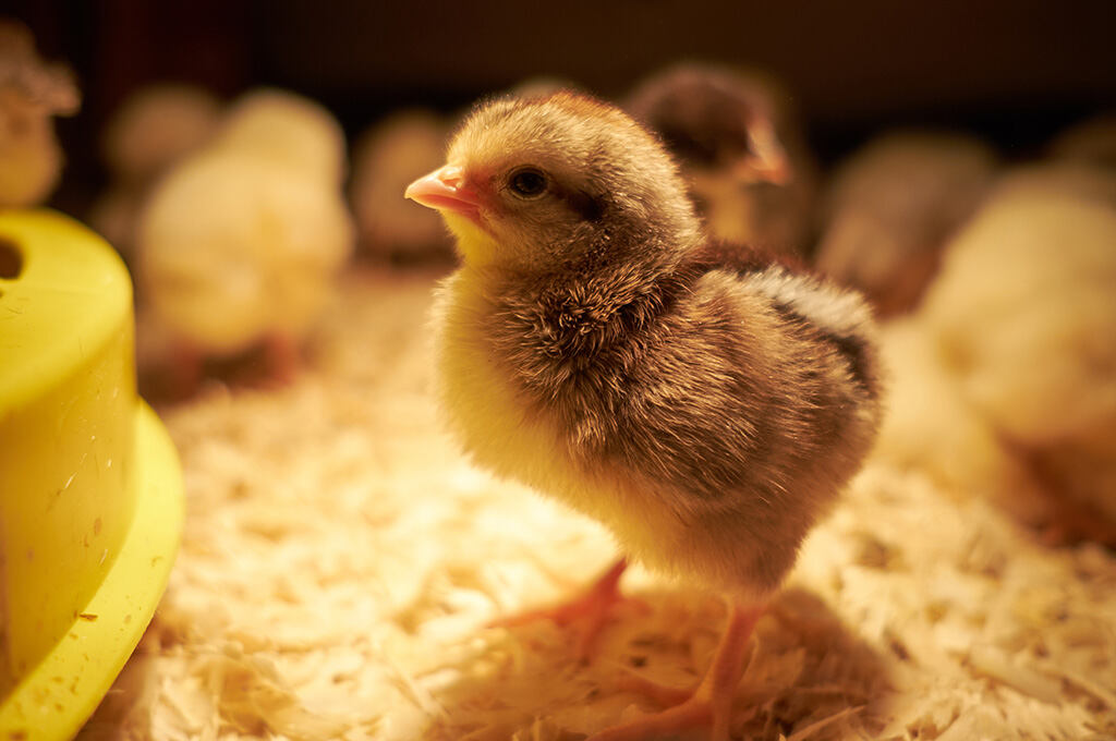Early nutrition and a stable environment work together to reduce stress and support strong, healthy chicks.