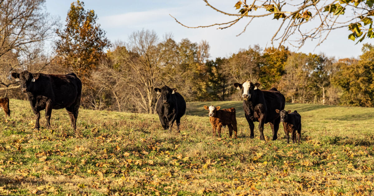 Preparing-for-Fall-Calving
