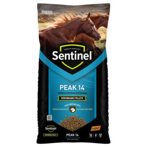 Sentinel Peak 14