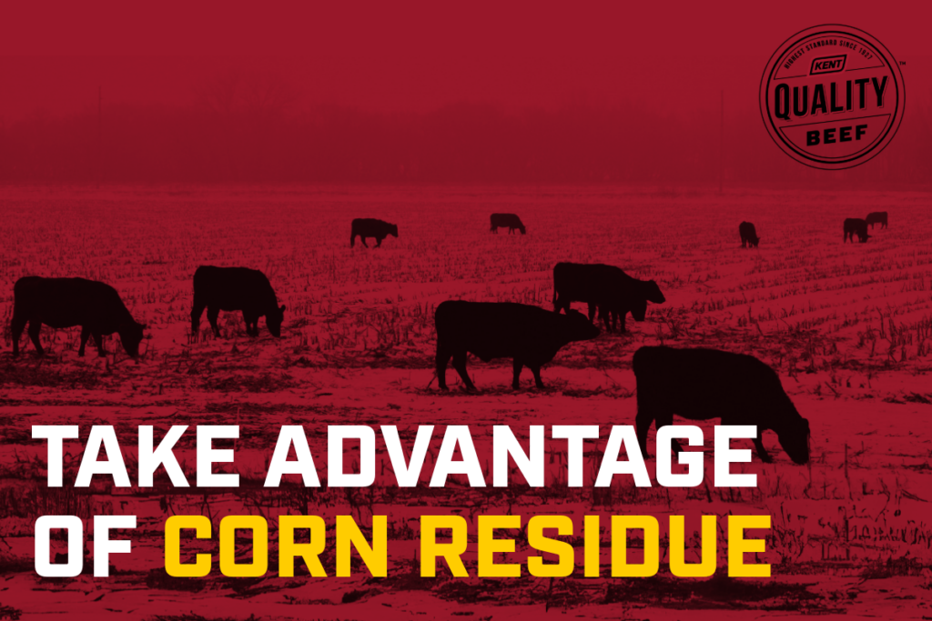 Multiple cattle in the field grazing with a dark red overlay and the words: Take Advantage of Corn Residue