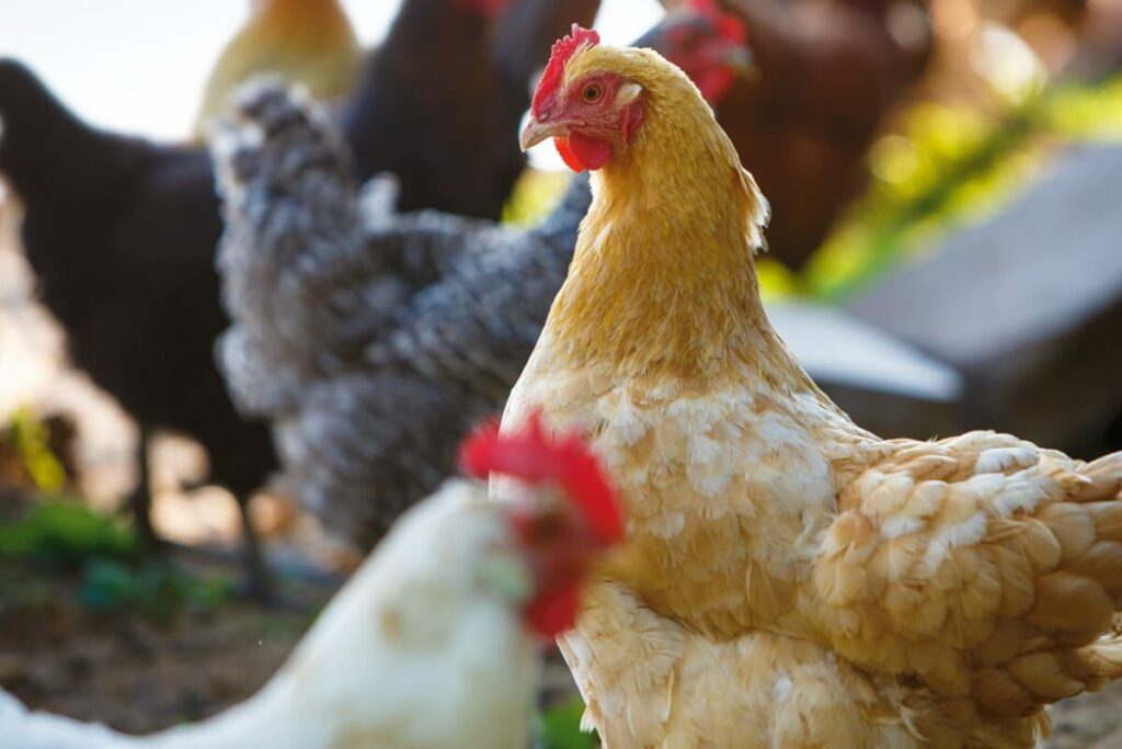 A flock of chickens outside, focused on one orange chicken