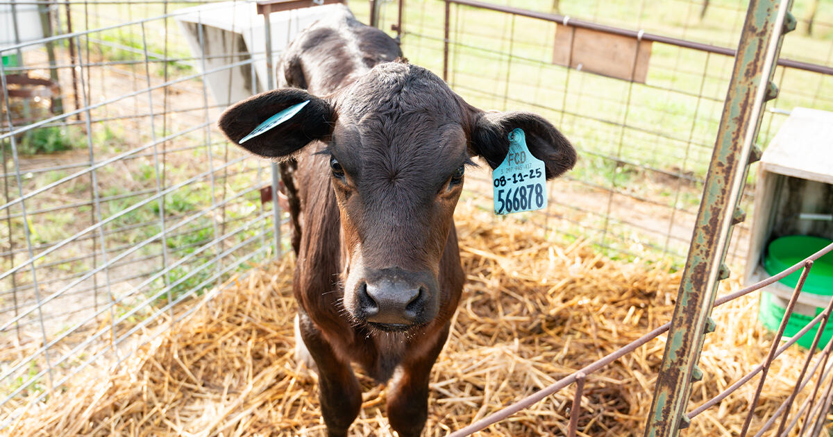 Beef on dairy calf