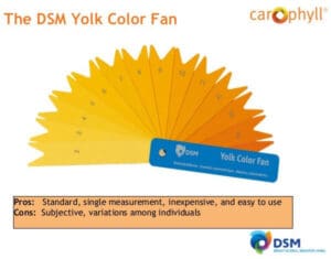 The DSM Yolk Color Fan