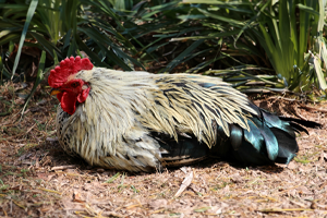 Heat stressed chicken sitting on the ground