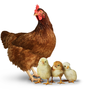Chickens with baby chicks