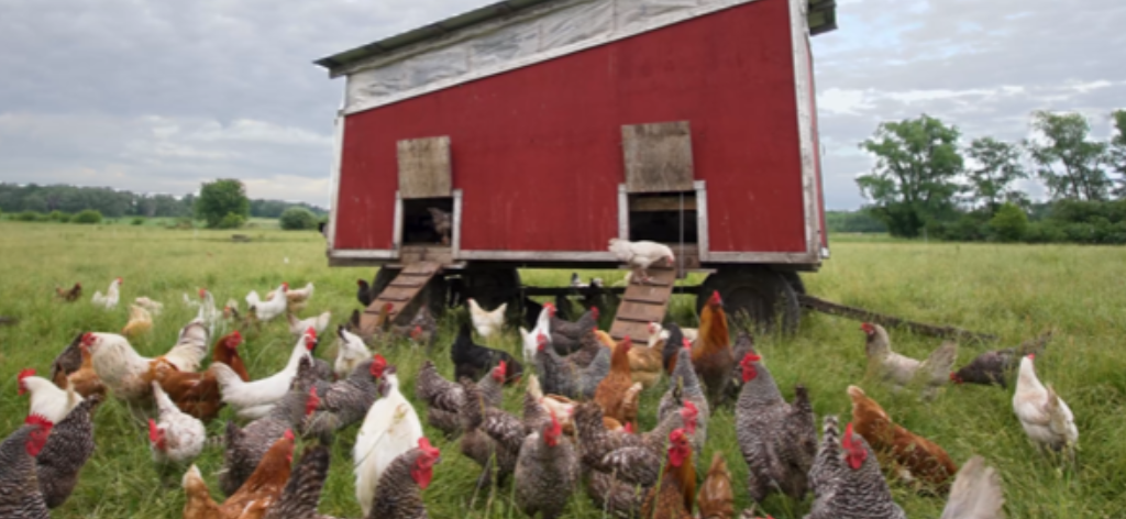 chickens near a coop