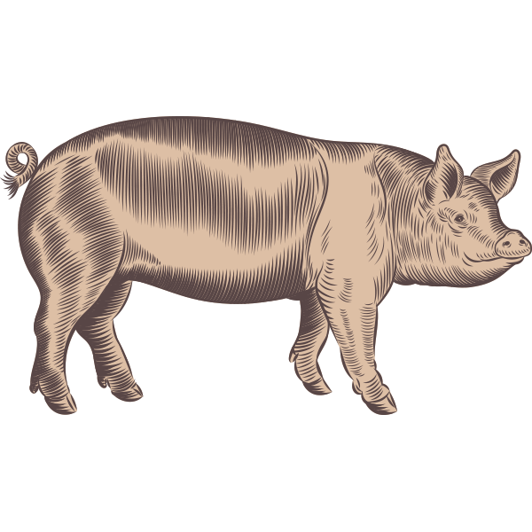 Field and Farm Pig Illustration