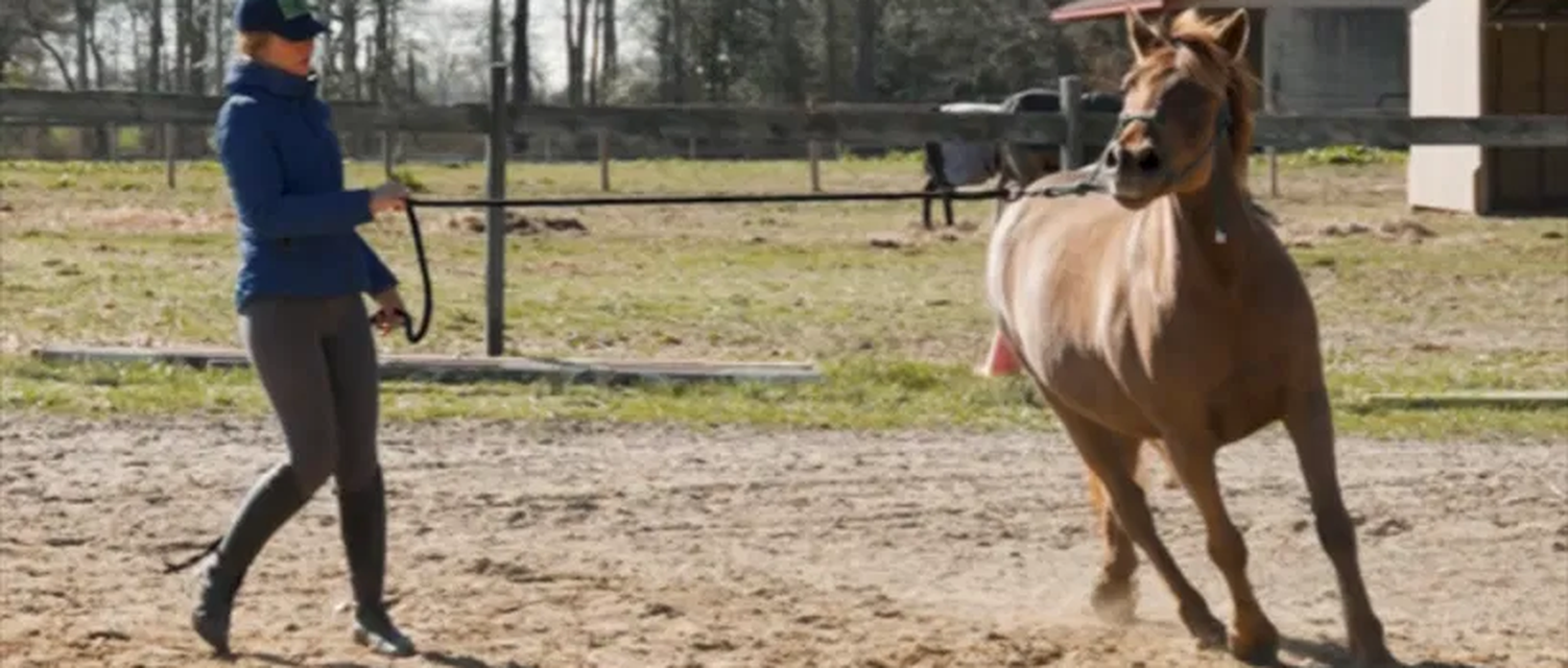 Horse with handler