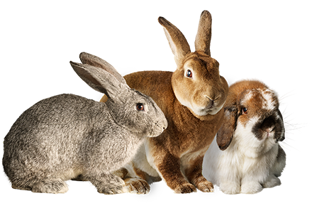 Fluffle of rabbits