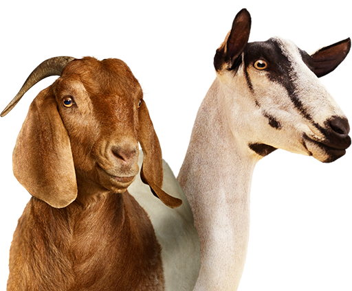 Goats