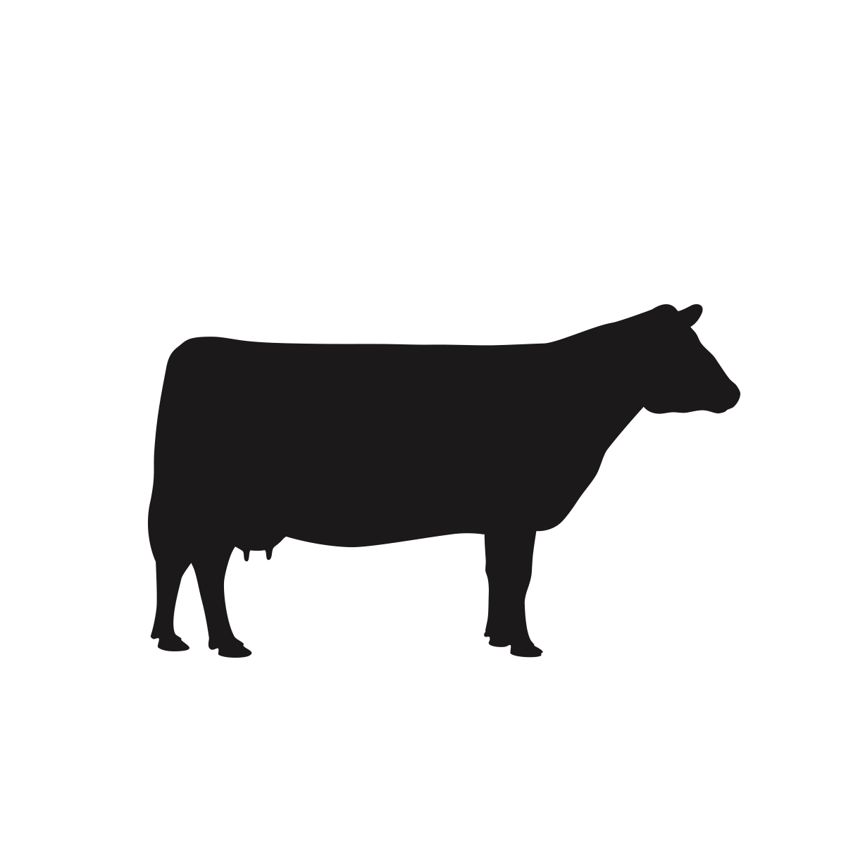 beef cattle