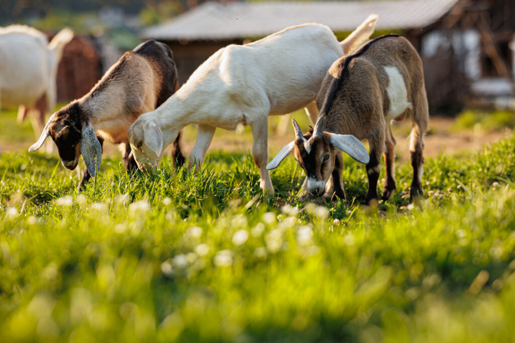 Mineral deficiency in goats