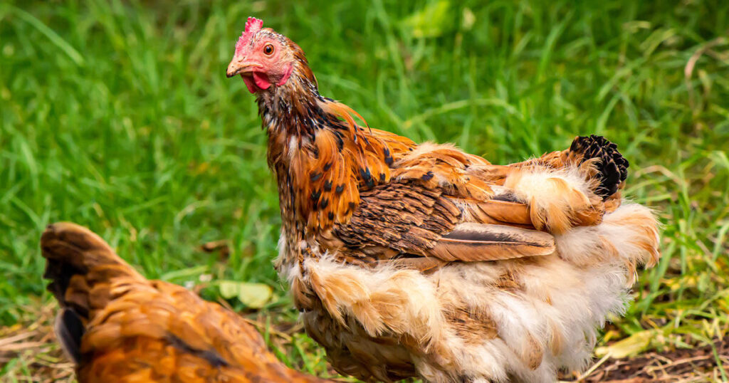 Two chickens molting outside