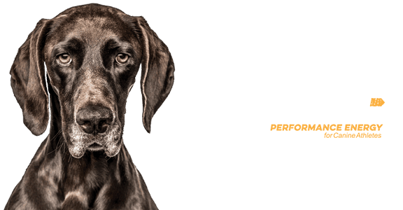 dog and Native logo