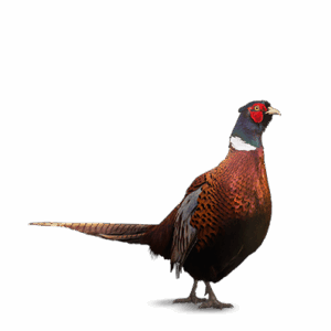 Pheasants, Chukars &amp; Pigeons