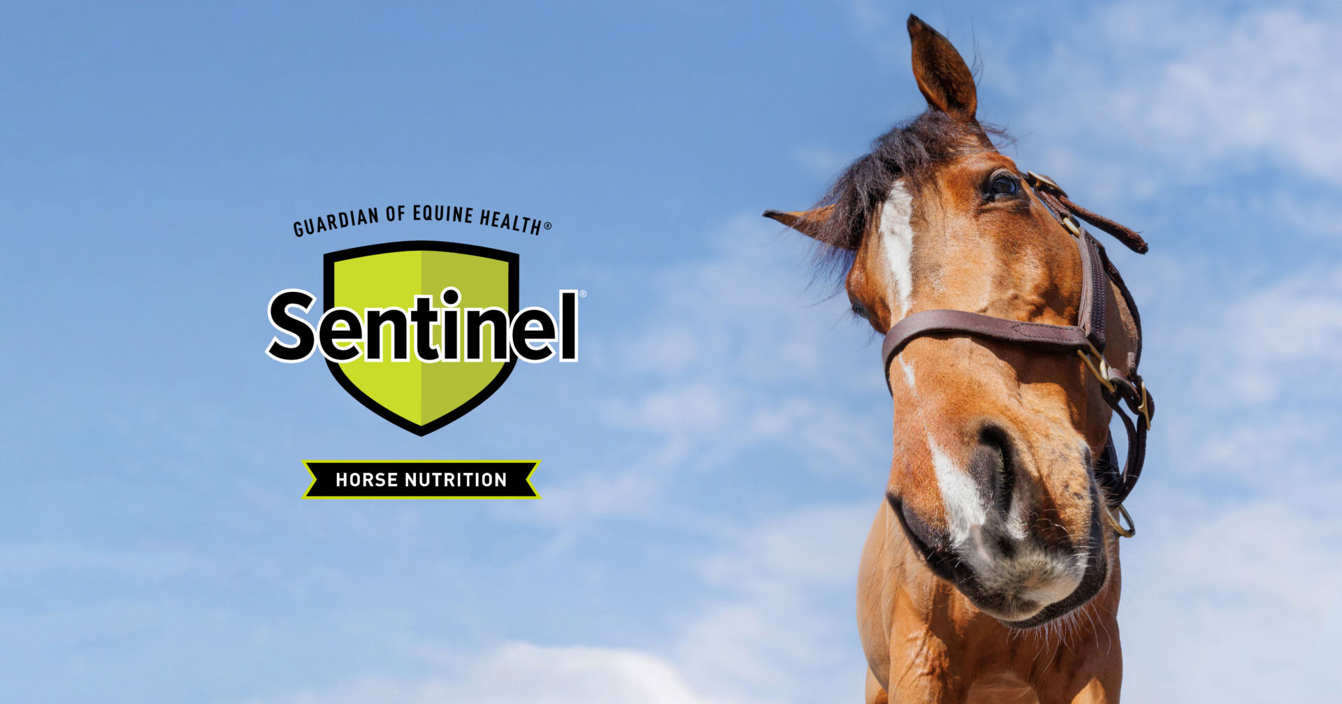 Sentinel Horse Feed Finder | Kent Feeds - Blue Seal