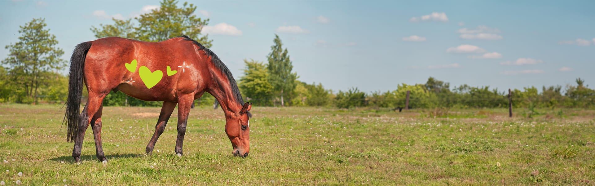Sentinel Equine Nutrition Veterinarian Hub Kent Feeds Blue Seal
