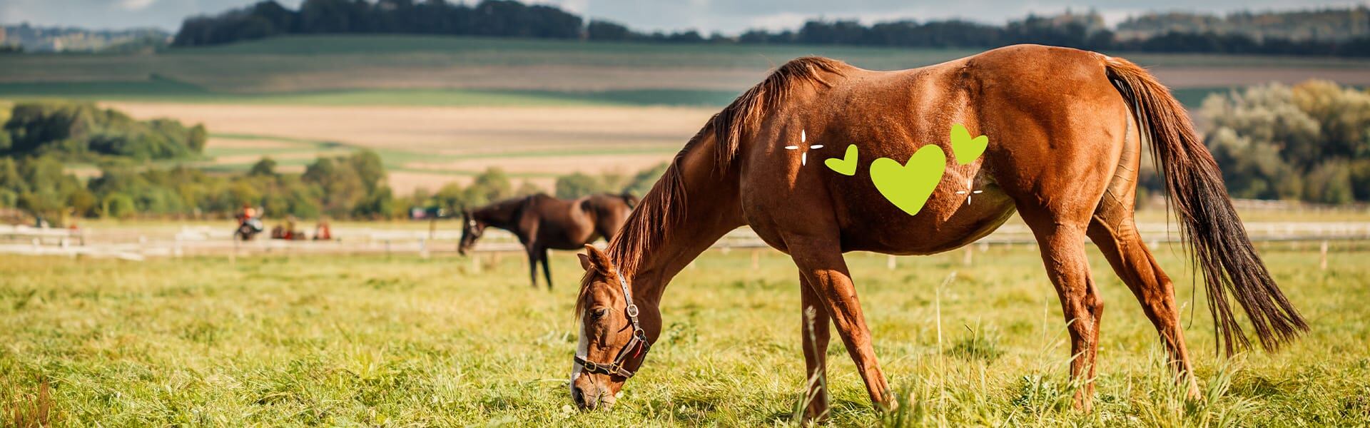 Sentinel Equine Nutrition Veterinarian Hub Kent Feeds Blue Seal