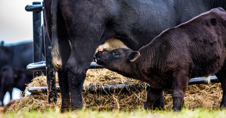 young beef calf nursing on a heifer outside in a pasture