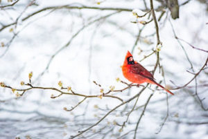 Cardinal sitting on winter branches
