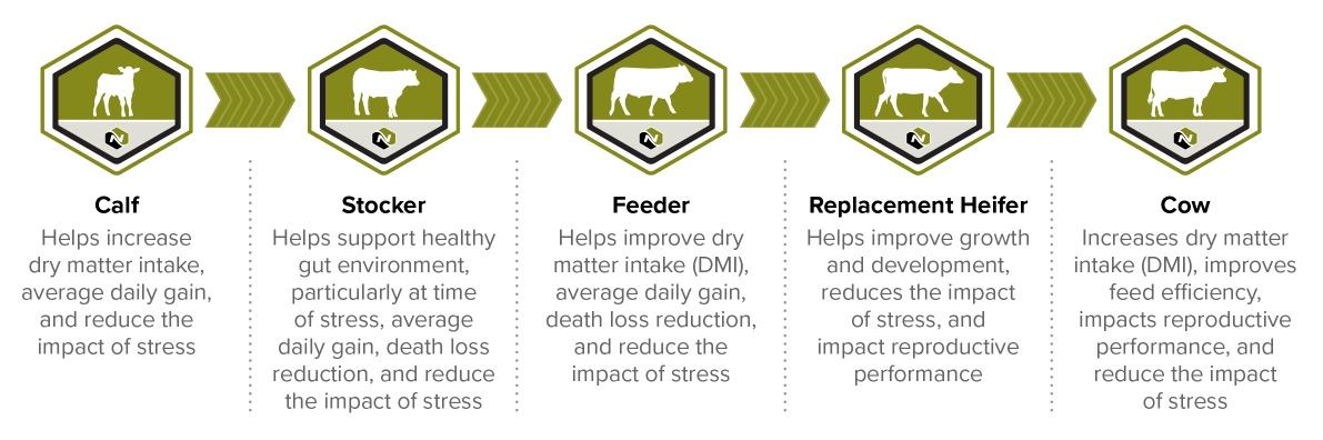 beef cattle life stages and the related benefits of NutriVantage for beef + Optaflexx