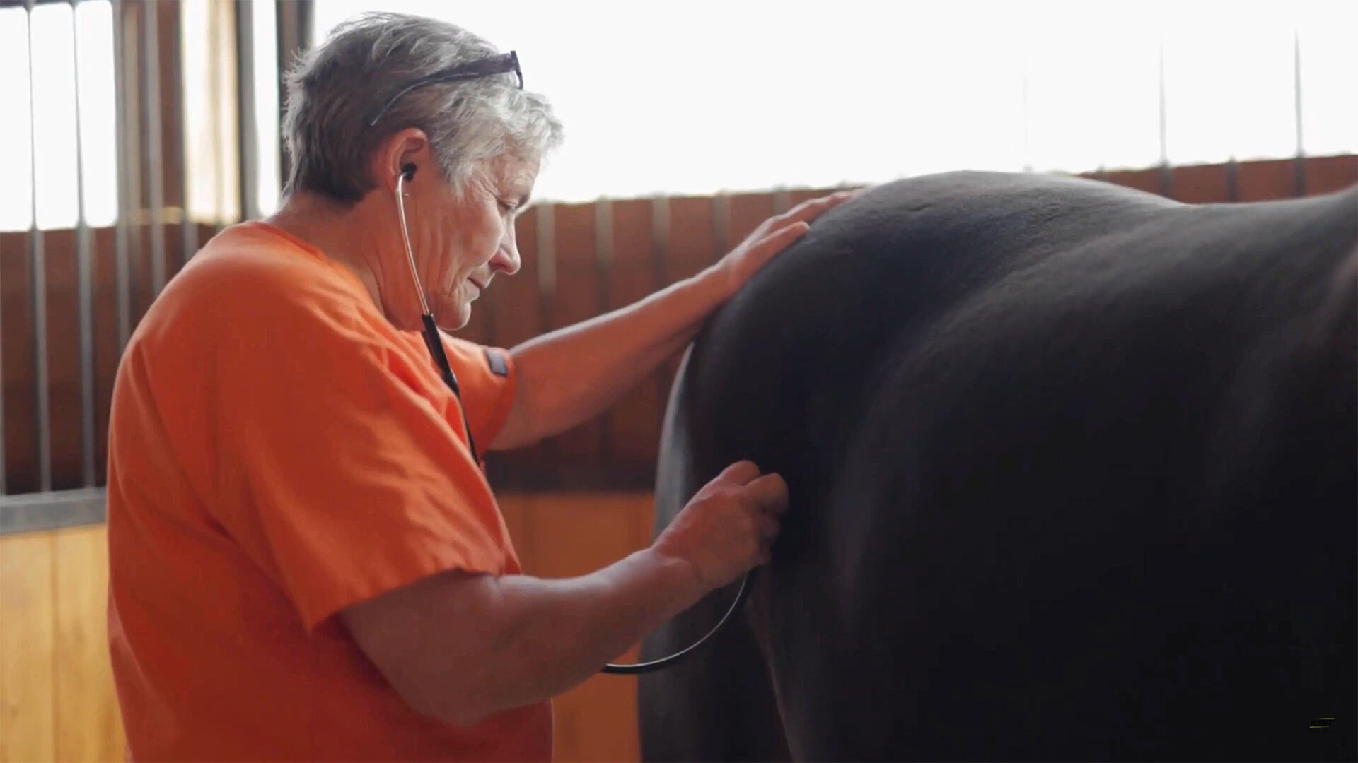 Kent Sentinel Stable Stories TNT Equine 