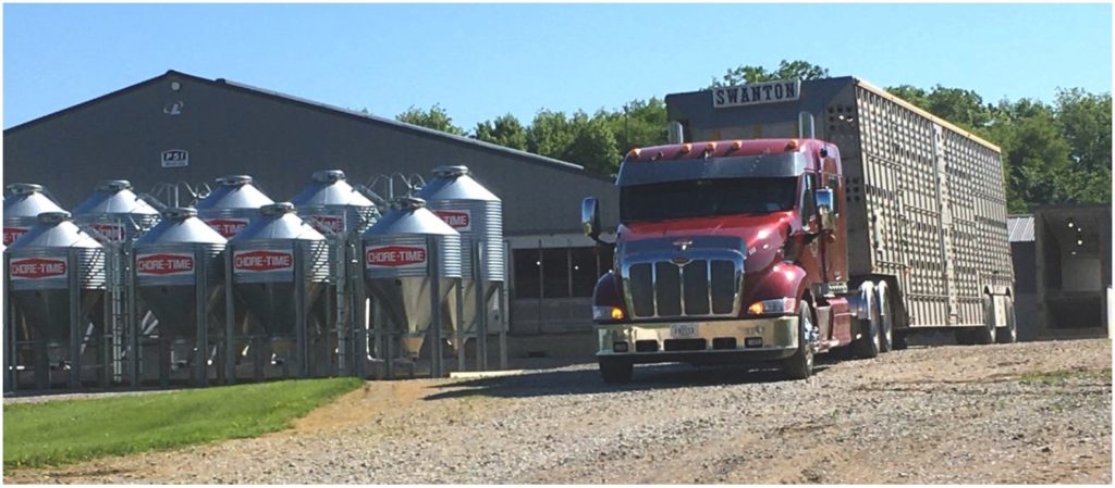 semi transporting pigs from facility