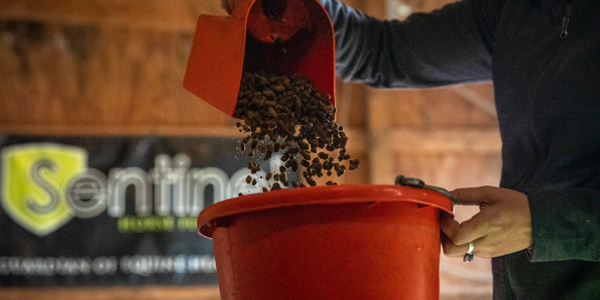 Pouring Extruded Feed Into a Bucket