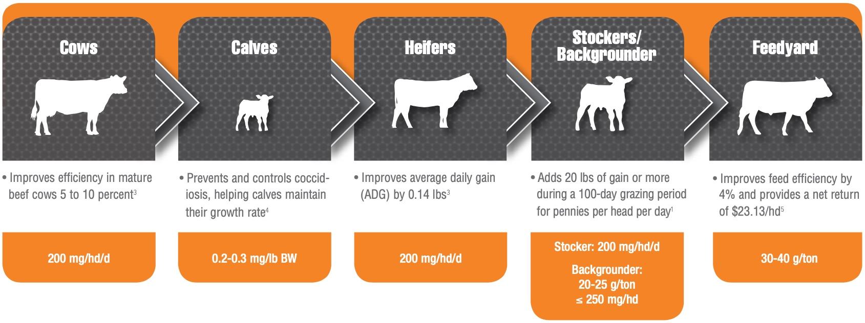 chart showing benefits of Rumensin over various life stages of cattle
