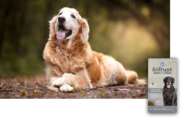 Products for Senior Dogs