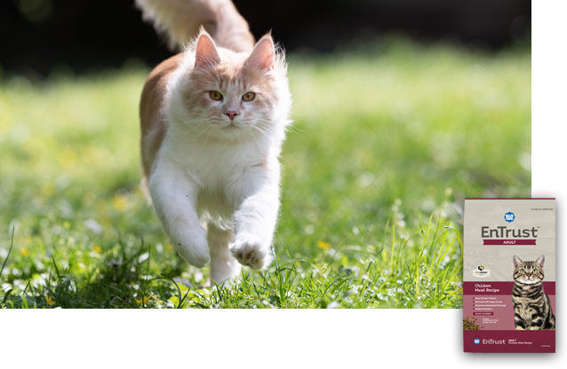 EnTrust Adult Cat Products - adult cat running through grass
