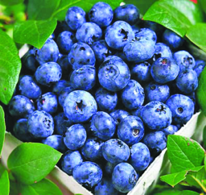 quart of blueberries