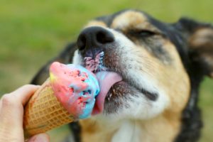 dog licking ice cream cone