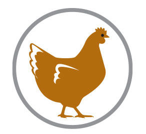 Real Chicken Protein icon