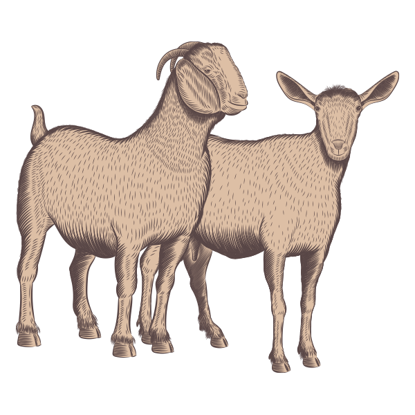 Field and Farm Goat Illustration