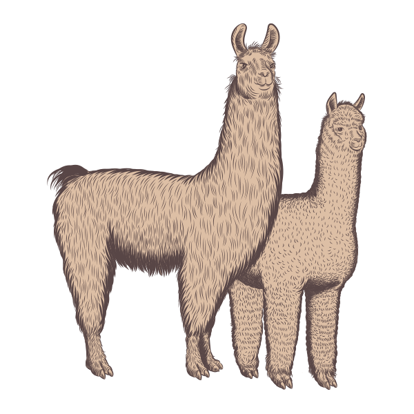 Field and Farm Llama Alpaca Illustration