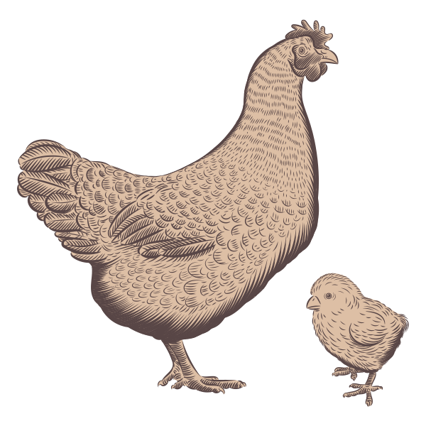 Field and Farm Poultry Illustration